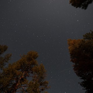 Star-Filled Night Sky Over Lassen Pines