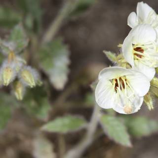 Brown Stamens in a White Flower