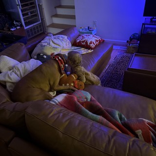 Peaceful Morning Sleep on Living Room Sofa