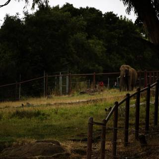 Majestic Elephant at Oakland Zoo, 2023