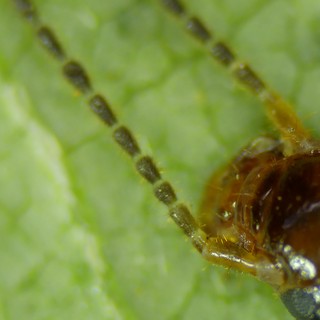 Extreme Macro: Damselfly Head and Antennae Detail