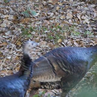 Autumn Stroll with the Wild Turkeys