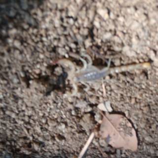 Leafy Scorpion