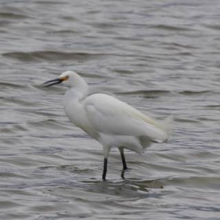 Graceful Presence in San Pablo Bay