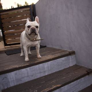 The Staircase Sentinel: Our Bulldog's LA Adventure