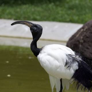 Graceful Elegance: The Majestic Waterbird of Honolulu Zoo
