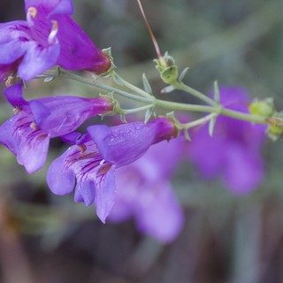 Purple Penstemon Blooms in Morning Dew