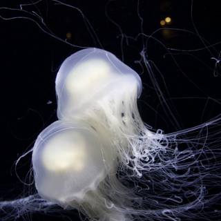 Mesmerizing Jellyfish Duo
