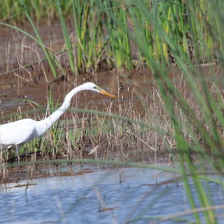 Great Egret Hunting in Wetland Marsh