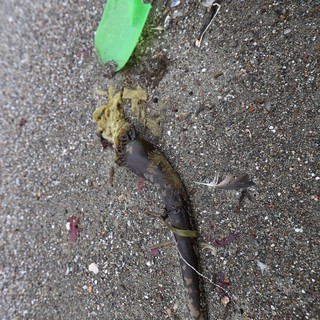 Child Explores Beached Kelp with Toy Shovel