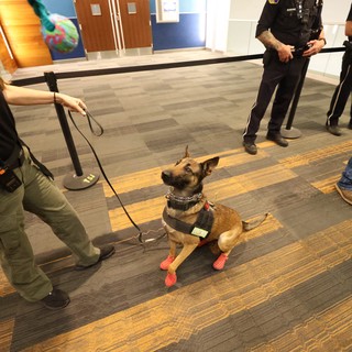 TSA K9 Unit Belgian Malinois in Red Booties