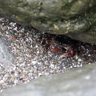 Small Crab Hiding Between Rocky Beach Crevices