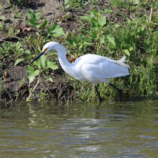 Snowy Egret Foraging Along Wetland Shoreline