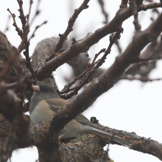 House Sparrows Foraging on Winter Branches