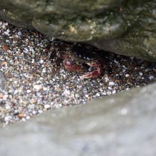 Tiny Crab Hiding Beneath Rocky Beach Boulders