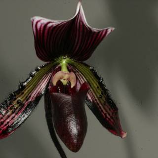 Striking Red and Black Orchid