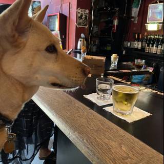 The Drinking Dog