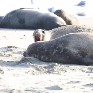 Elephant Seal Colony Resting on Sandy Beach