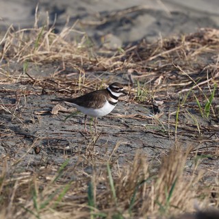 Killdeer Shorebird on Sandy Beach Habitat