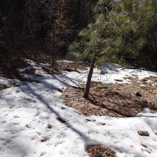 Snowy Path through the Mountain Grove