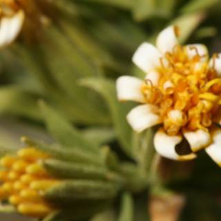 Yellow and White Daisy Close Up