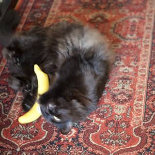 Playful Cat and a Yellow Banana on Hardwood Floor