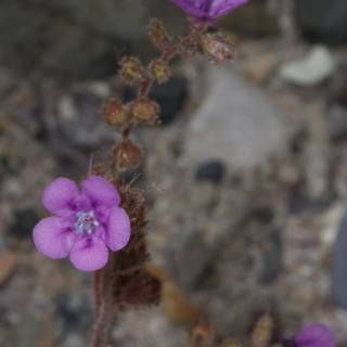 A Geranium Blooms in the Desert Sands