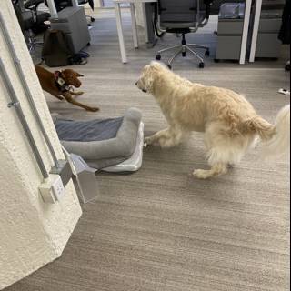 Playful Pup in the Office