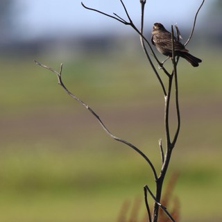 Female Red-Winged Blackbird Perched on Bare Branch