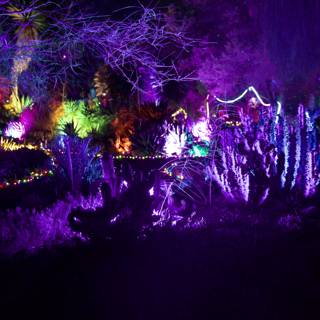 Enchanted Nightfall
