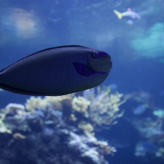 Blue Tang Fish Swimming in Coral Reef Aquarium