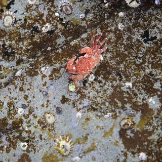 Red Crab Navigates Barnacle-Covered Intertidal Rock