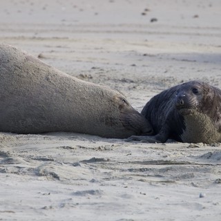 Mother and Pup Elephant Seals Resting on Beach