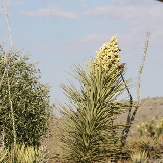 A Magnificent Agave with Stunning Yellow Flowers