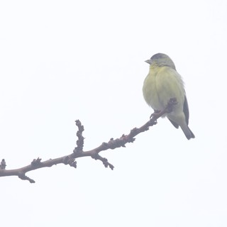 Yellow Finch Perched on Winter Branch