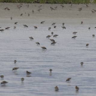 Gathering at the Bay