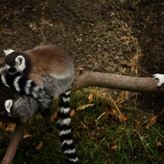 Amongst Friends: Lemurs at Oakland Zoo