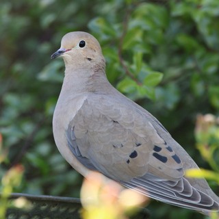 Mourning Dove Perched on Wire in Garden Setting