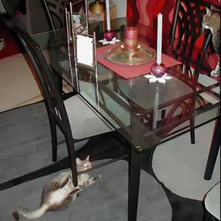 Feline company at the dinner party