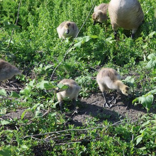 Canada Goose Goslings Foraging in Wetland Vegetation