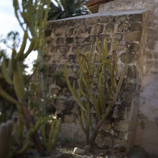 Cactus Oasis Against Stone Wall