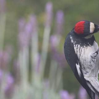 Red-Headed Woodpecker at Garden Bird Feeder