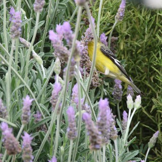 Lesser Goldfinch Perched Among Lavender Blossoms