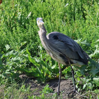Great Blue Heron Standing in Lush Wetland Vegetation