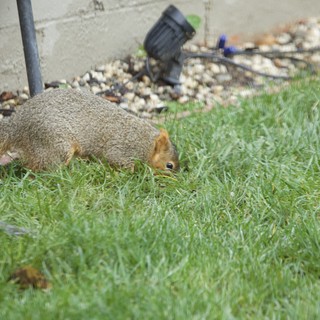 Fox Squirrel Foraging in Suburban Backyard Grass