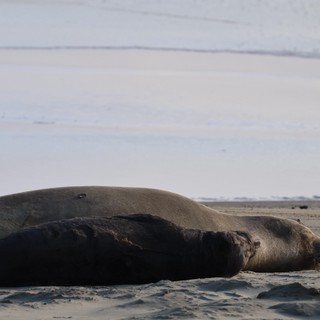 Elephant Seal Resting on Drakes Beach Shore