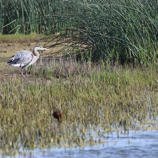 Great Blue Heron Foraging in Wetland Marsh