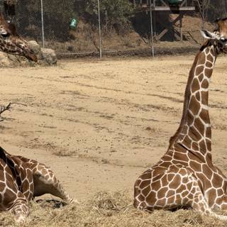 Gentle Giants of the Savanna