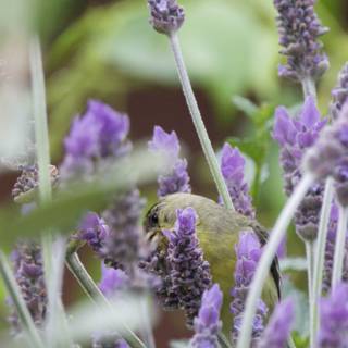 Lavender Haven