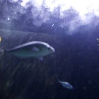 Underwater Beauty: Aquatic Ballet of Fishes